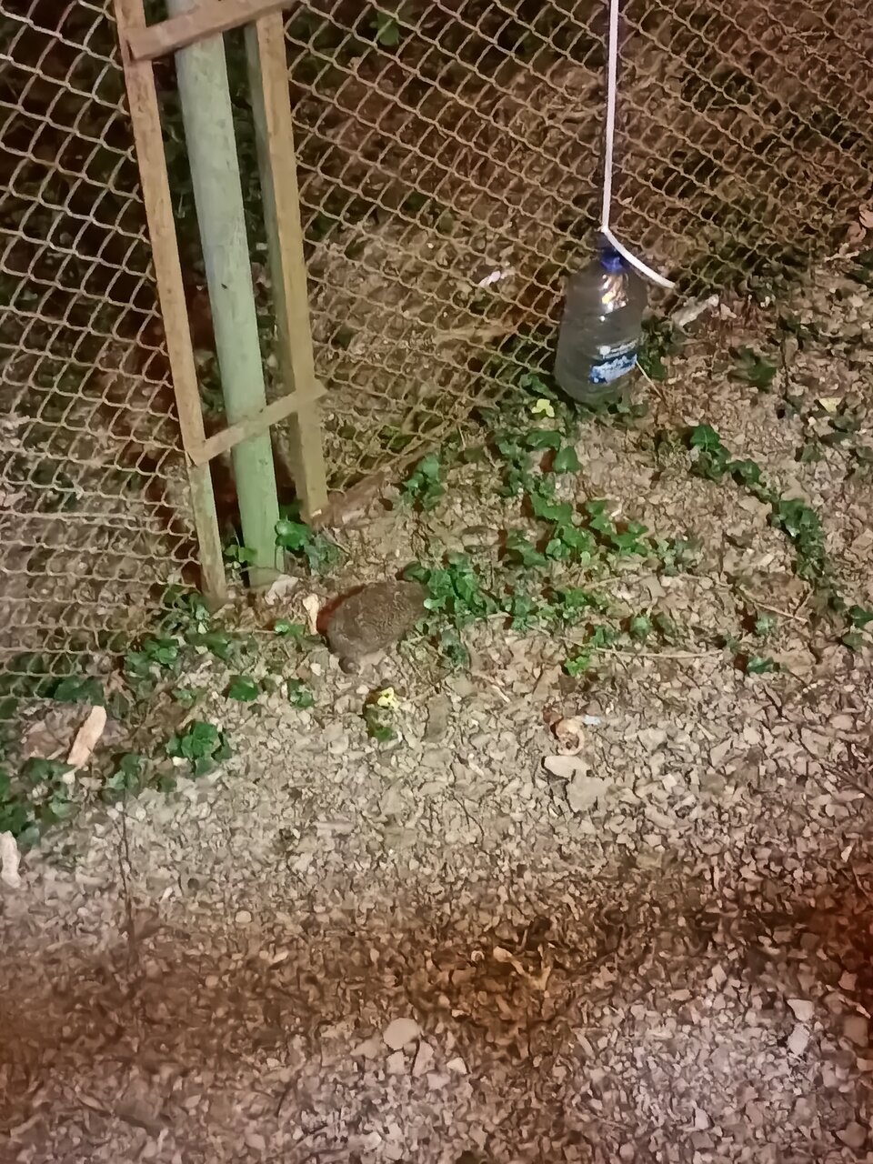 Гостевой дом Затерянный рай Архипо-Осиповка-61