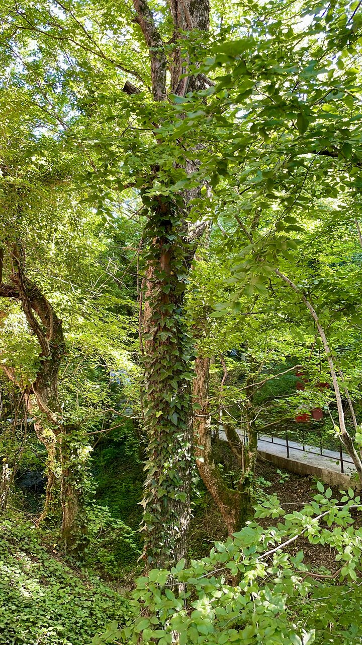 Гостевой дом Затерянный рай Архипо-Осиповка-118